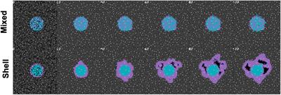 Tumor-immune metaphenotypes orchestrate an evolutionary bottleneck that promotes metabolic transformation